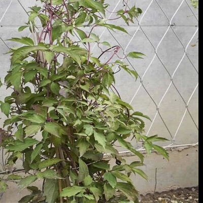 Customized Size Stainless Steel Wire Rope Plant Trellis for Fall Prevention and Corrosion Resistance