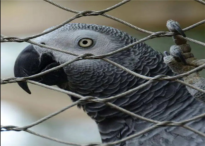 SS316 7*7 Black Oxide Stainless Steel Wire Rope Mesh For Zoo