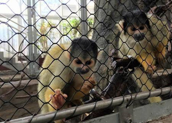 Black Oxide Flexible SS Aviary Rope Mesh Netting Diamond Woven Type