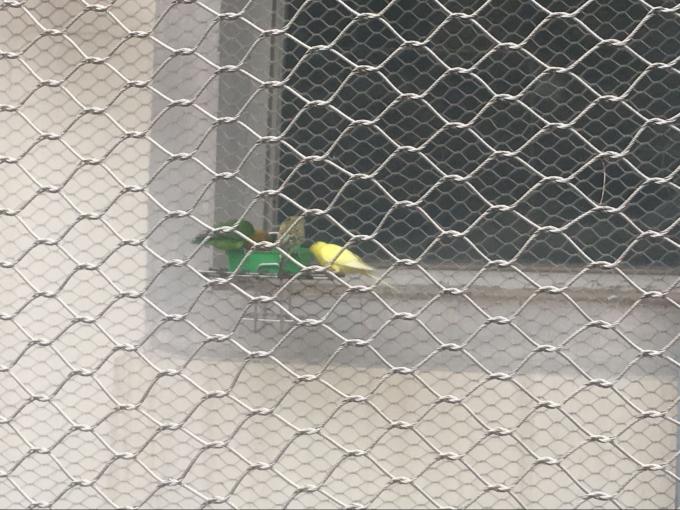 Protection Parrot Aviary Mesh Environmental Enclosure Rust Resistant Photo Inspiration