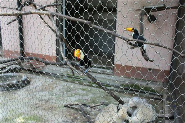 Picture Idea: Stainless Steel Aviary Wire Netting Cable Braid Bird Enclosure Netting
