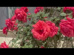 Black-plated Stainless Steel Cable Mesh